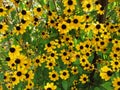 Pretty Little Lazy Susans