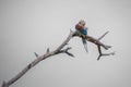 Pretty little Lilac-breasted Roller perched on a branch Royalty Free Stock Photo