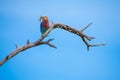 Pretty little Lilac-breasted Roller perched on a branch Royalty Free Stock Photo