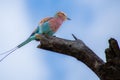 Pretty little Lilac-breasted Roller perched on a branch Royalty Free Stock Photo