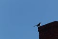 Pretty little mockingbird perched on the red brick chimney to a house. Blue clear sky in the back.