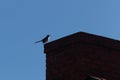 Pretty little mockingbird perched on the red brick chimney to a house. Blue clear sky in the back.