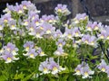 Pretty little Nemesia flowers, variety Easter Bonnet Royalty Free Stock Photo