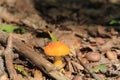 Pretty little orange mushroom with some paler spot Royalty Free Stock Photo