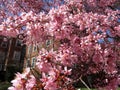 Pretty Little Pink Cherry Blossoms