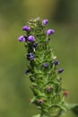 Selfheal Prunella vulgaris in the summer