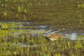 Killdeer Hunting in Marsh