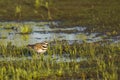 Killdeer Walking through Swamp