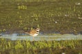 Killdeer Standing in Water