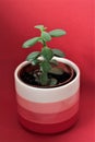 Pretty little succulent in a pot with red gradient stripes, on a red background