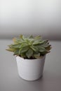 Pretty little succulent in a white striped pot, placed on a gray piece of furniture