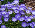Violet blue Campanula Samantha flowers in a garden Royalty Free Stock Photo
