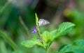 Pretty little white butterfly on a Vervain plant with purple flower.