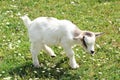 Pretty little white kid goat