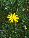 Pretty little yellow flower Royalty Free Stock Photo