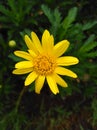 Pretty little yellow flower freshly blooming Royalty Free Stock Photo