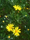 Pretty little yellow flowers Royalty Free Stock Photo