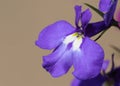 A pretty Lobelia flower growing in a garden in the UK.