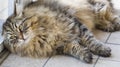 Pretty long hair feline lying at the window, siberian cat Royalty Free Stock Photo