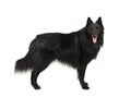 Pretty long haired black belgian shepherd dog called groenendaeler seen from the side standing, looking at the camaera isolated o