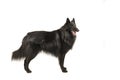 Pretty long haired black belgian shepherd dog called groenendaeler seen from the side standing