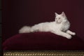 Pretty longhaired white Ragdoll cat with blue eyes lying on a burgundy red cushion on a burgundy red background in a classic look Royalty Free Stock Photo