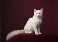 Longhaired white Ragdoll cat with blue eyes sitting on a burgundy red cushion on a burgundy red background in a classic Royalty Free Stock Photo