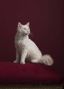 Pretty longhaired white Ragdoll cat with blue eyes sitting on a burgundy red cushion on a burgundy red background Royalty Free Stock Photo