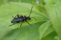 A pretty Longhorn Beetle, Grammoptera ruficornis perching on a leaf.