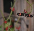 Longwing Postman Butterfly on a Small Red Flower Royalty Free Stock Photo