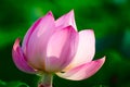 A pretty lotus flower