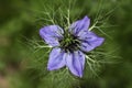 A pretty Love-in-a-Mist or Nigella, Nigella damascena, flower. Royalty Free Stock Photo