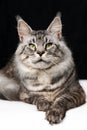Pretty mackerel tabby Maine Shag Cat lying on black and white background and looking at camera Royalty Free Stock Photo