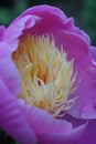 Pretty macro close up of pink flower with yellow anthers