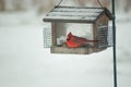 A Cardinal in a snowy bird house Royalty Free Stock Photo