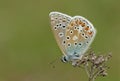 A stunning Common Blue Butterfly, Polyommatus icarus, perched on a plant in a meadow. Royalty Free Stock Photo