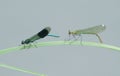 A male and female Banded demoiselle Dragonfly Calopteryx splendens perched on a reed.