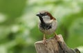 A stunning male House Sparrow Passer domesticus perched on a tree stump.