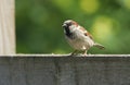 A Stunning Male House Sparrow Passer Domesticus Perching On A Wooden Fence.