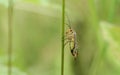 A stunning male Scorpion Fly Panorpa communis perching on a plant stem.