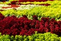 Pretty manicured flower colorful garden