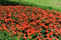 Pretty manicured flower garden