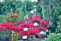 Pretty manicured flower garden with colorful flowers