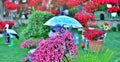 Pretty manicured flower garden with colorful flowers