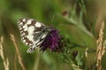 A stunning Marbled White Butterfly, Melanargia galathea, nectaring on a Knapweed flower in a meadow. Royalty Free Stock Photo