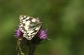 A pretty Marbled White Butterfly Melanargia galathea nectaring on a thistle. Royalty Free Stock Photo