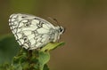 A stunning Marbled White Butterfly, Melanargia galathea, perching on a leaf. Royalty Free Stock Photo