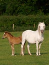 Pretty Mare and Foal Royalty Free Stock Photo