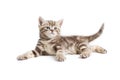 Pretty marmoreal british kitten lying Royalty Free Stock Photo