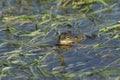 A beautiful Marsh Frog swimming in a marshy pool in the UK. Royalty Free Stock Photo